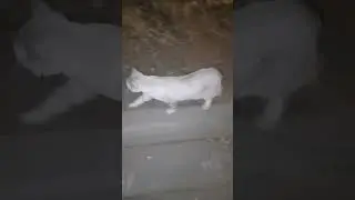 Серебристая кошка