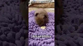 Морські свинки наминають банан 🍌 #морськісвинки #свинкишоу #guineapig