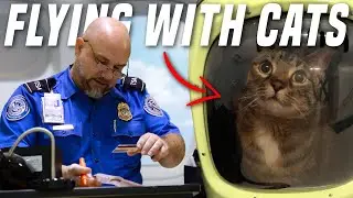 How to Fly With Your Cat | A Step by Step Guide (Delta Airlines)