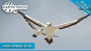 Nature's Dive Bombers – Gannets are the Ocean's Superheroes | Full-length Movie