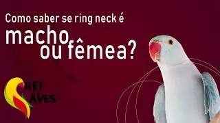 COMO SABER SE O RING NECK É MACHO OU FÊMEA