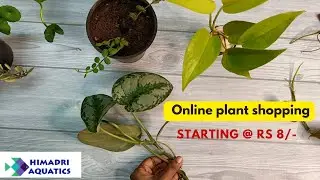 Online plant shopping | Unboxing plant cuttings (with price) |