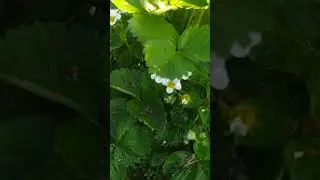 Заморозки. Будет ли ягода? Ват сап-89038016460