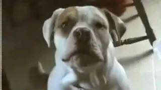 WOW! Funny Animals & Kids videos
