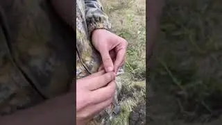 Залипуха царского серебра