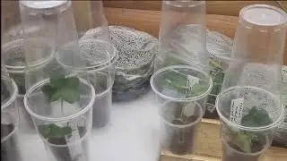Продолжение  про черенки пеларгоний.