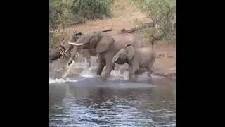 TEMBO ANASWA MKONGA NA MAMBA MPARANGANO WA HATAR ELEPHANT AMBUSHED BY CROCODILE IN RIVER MARA