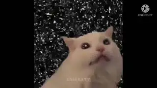 кот терстон мем 8