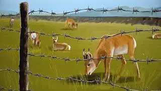 Өргөст хашааны аюул: Зэрлэг амьтдыг хамгаалцгаая!