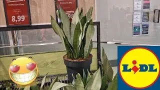 ARRIVAGE LIDL 1 SEPTEMBRE 2024