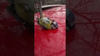 🐦Обзор синица Лазоревка🐦 + паук 🤣🤣🤣