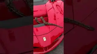 Snake on a LaFerrari for 
