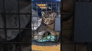 waiting for the vet, looking like a front loader washing machine