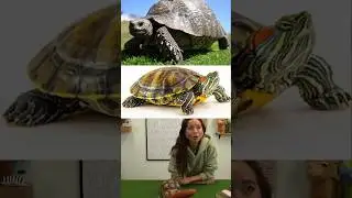 Difference between tortoise Vs turtles? 🐢 #shorts #tortoise #turtle #education #alveus #mayahiga