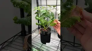 Yellow/Brown Leaves After Transferring to LECA