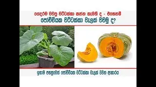 ගෙදර පෝච්චියක වට්ටක්කා වැලක් වවමු ද - Plant pumpkin creeper in a pot