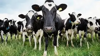 Жесть! Коровы - убийцы