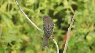 Rosy Finch // ગુલાબી ચકલી.