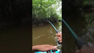 Mancing Ikan Panjang Ulala 😬 #mancingmania #fishingvideo