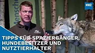 Vorsicht Raubtier: Was tun bei einer Wolfsbegegnung?