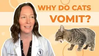 Why Do Cats Vomit? A Vet Explains How to Help