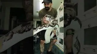 Pied Reticulated Pythons Just Aren't Chill - we love them anyways