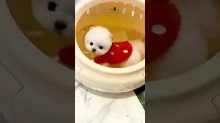 whose dog was left at the mall 