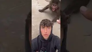 Stop using animals for content!