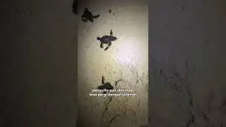 penyu yang terselamatkan