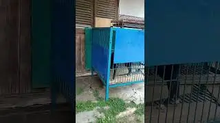 Anjing galak menggonggong..!!! @Hewannusantara