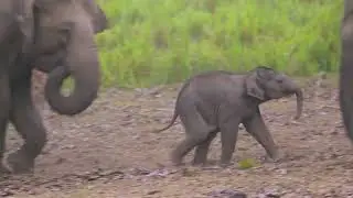 ELEPHANT CALF IN PLAY MODE. A CUTE VIDEO