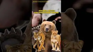 Persabatan yang Tercipta Diantara Spesies Berbeda