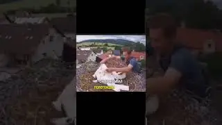он помог выкормить птенцов