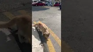 «Голодные» кипрские кошки. Сами ешьте свою индейку😄#shortvideo #shorts #cats #кошка #кот