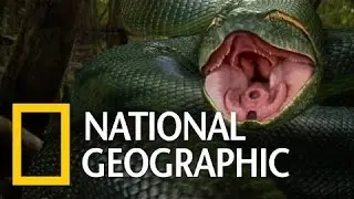 National Geographic Wild  Anaconda Nat Geo animals Documentary HD 2021