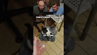 Никогда не мешайте  коту