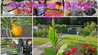 Vlog 🇩🇪 Жизнь в Германии/Закупилась 🛒 Наша дача в Германии/ДЕГУСТАЦИЯ Томатов/Любимый Сорт/🍅Желтые 👍