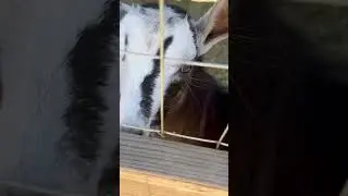 New Goats at the Petting Zoo