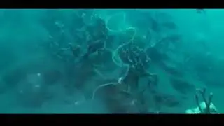 An interesting and amazing creation of God