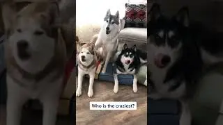#shorts What questions should I ask them again???☺️☺️☺️#pet #huskies #