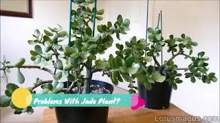 Problems With Jade Plant - Most Common Reasons(With Solution)
