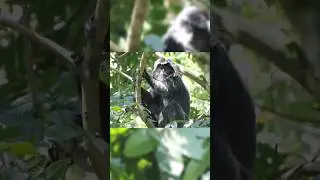 Rare Monkeys in Paradise . #lombok #indonesia #lutung #monkey #jungle #endangeredspecies #travel