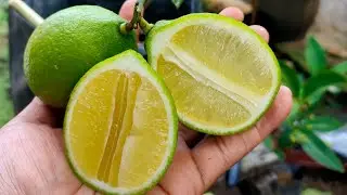 cara membuahkan lemon di polibag