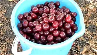 from Russia with love for fruit