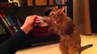 Бой с тенью