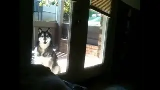 Dagny the Malamute, enjoying being on the patio.