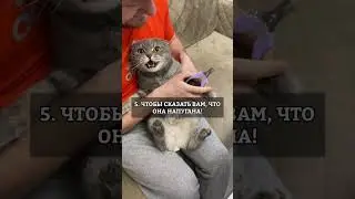 Почему кошки мяукают в ответ?