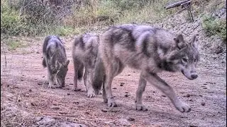 5 GRİ KURT BİR ARADA HEMDE BALIKESİRDE !!! 30 KEÇİYİ ÖLDÜREN DEV KURT SÜRÜSÜ