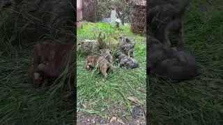 Puppies