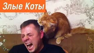 Злые коты / СМЕШНО И СТРАШНО / Жесть ПОЛНАЯ